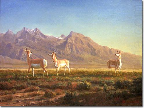 Albert Bierstadt Prong-Horned Antelope china oil painting image